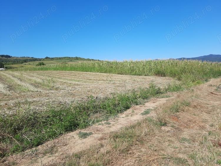 Teren de 2500 mp, în Berzasca