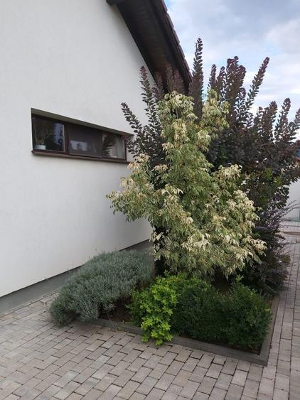 Casă cu 3 camere cu Teren 350 Mp în Central