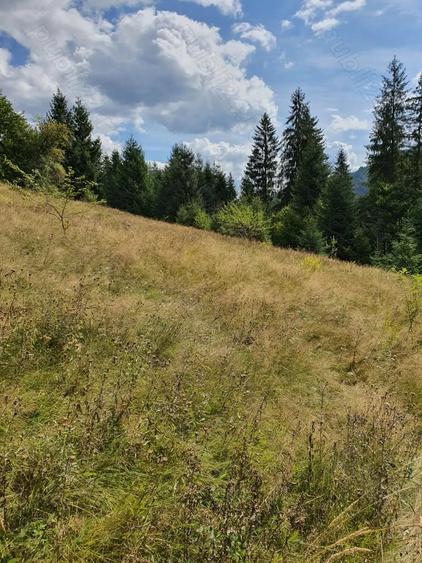 Teren de 14450 mp, în Scărișoara