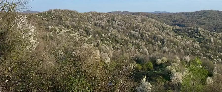Teren intravilan de 5973 mp, în Plaiu (Provița de Sus)