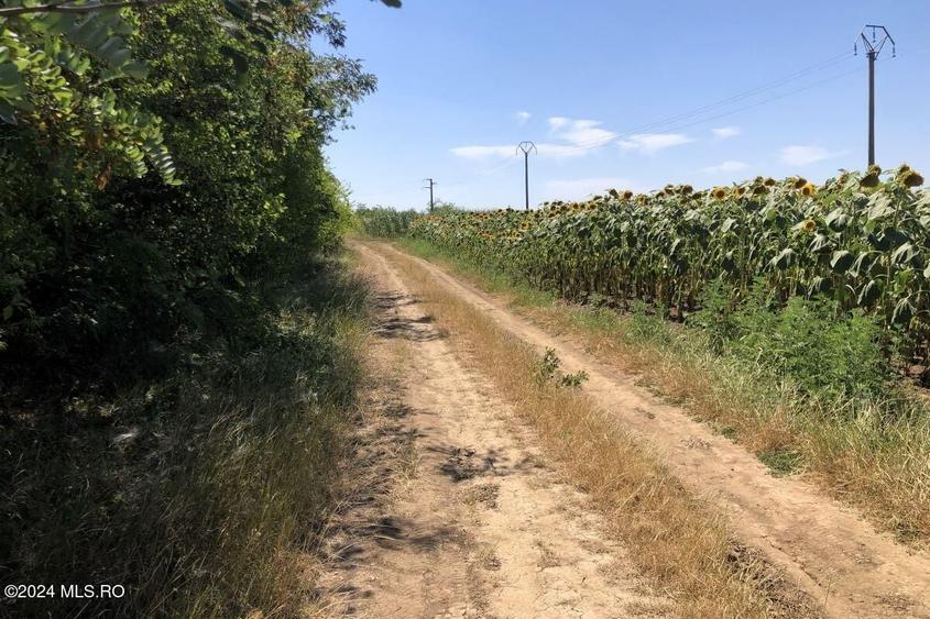 Teren Construcții extravilan de 11884 mp, în Moara Vlăsiei