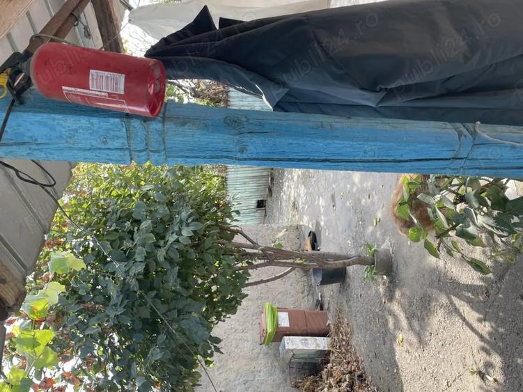 Casă cu 5 camere cu Teren 2820 Mp în Central