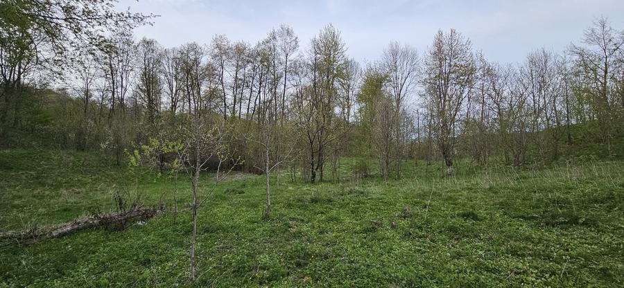 Teren de 3320 mp, în Provița de Sus