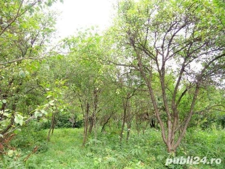 Teren de 3200 mp, în Câmpina