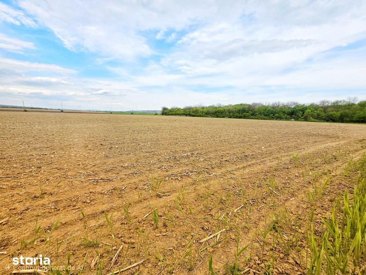 Teren de 7900 mp, în Bucov