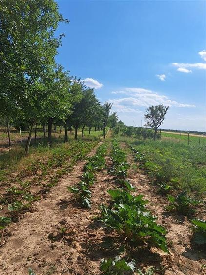 Casă individuală cu 8 camere cu Teren 8300 Mp în Sânlazăr