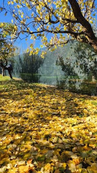 Teren de 80000 mp, în Săftica