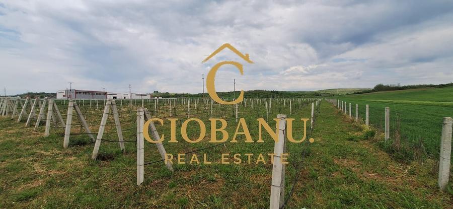 Teren agricol intravilan de 9000 mp, în Exterior Nord