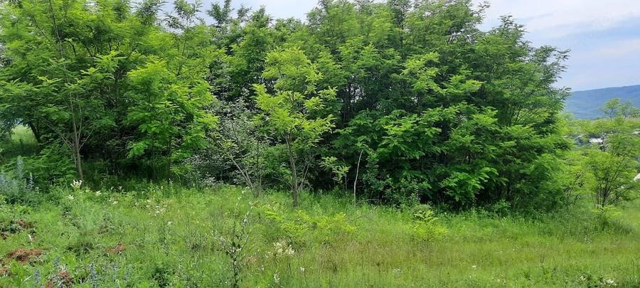 Teren de 3000 mp, în Luncani