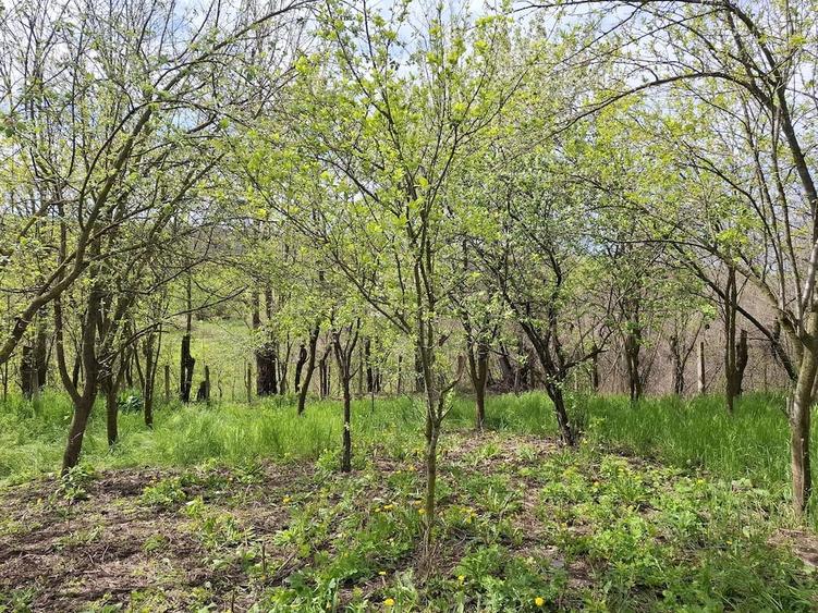 Casă cu 4 camere cu Teren 3500 Mp în Podenii Noi