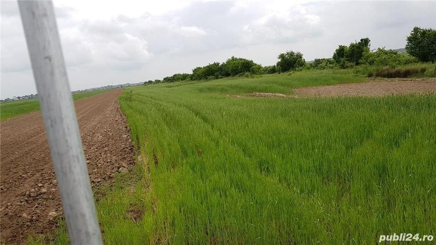 Teren de 31015 mp, în Căteasca