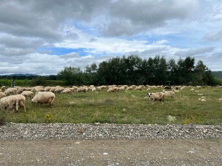 Teren de 1400 mp, în Vânători-Neamț