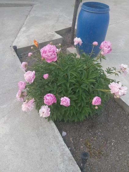 Casă cu 2 camere cu Teren 2056 Mp în Central