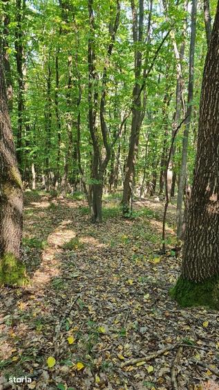 Teren de 5000 mp, în Central