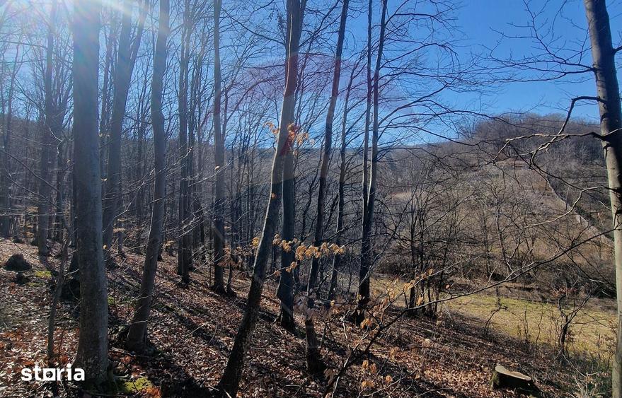 Teren de 4985 mp, în Sascut