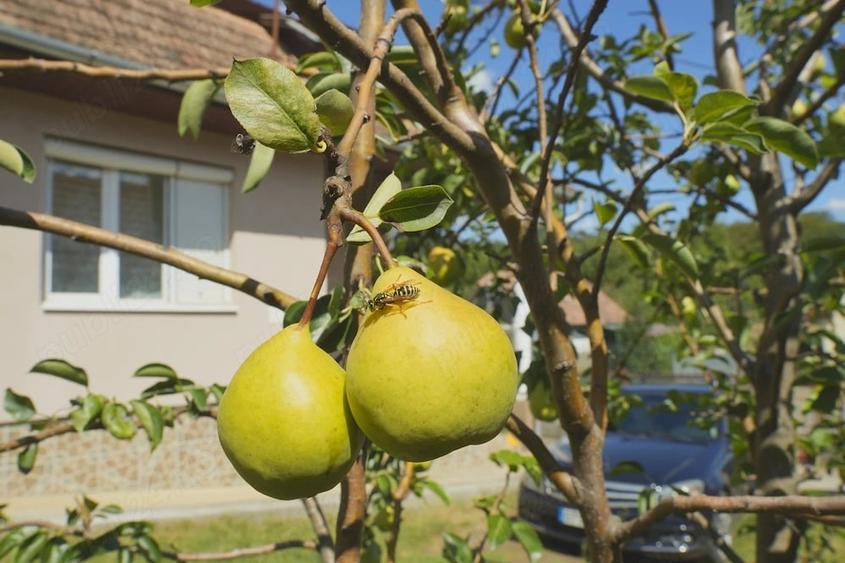 Casă cu 4 camere cu Teren 975 Mp în Central