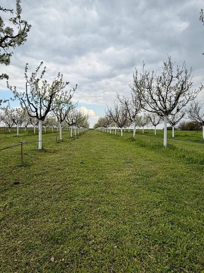 Teren intravilan de 3500 mp, în Sânmartinu Sârbesc