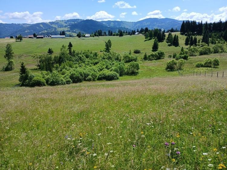 Teren de 25000 mp, în Panaci