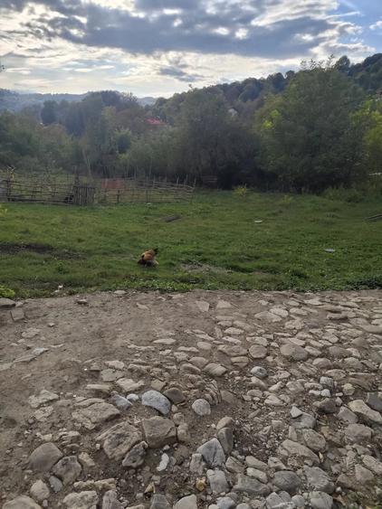 Teren de 1560 mp, în Provița de Jos