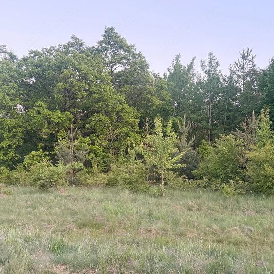 Teren de 4647 mp, în Cozia