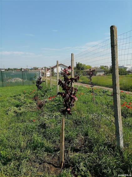 Teren de 756 mp, în Central