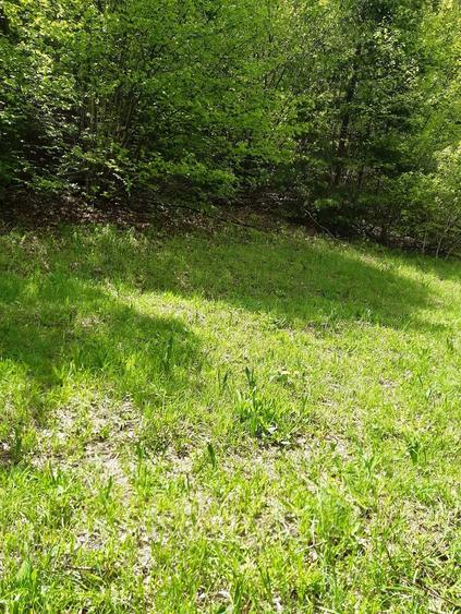 Teren de 4525 mp, în Vidra