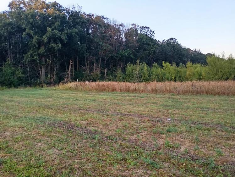 Teren intravilan 4800 mp lângă pădure în Scroviștea - 4