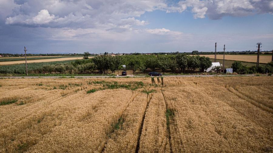 Teren agricol extravilan de 25000 mp, în Macea