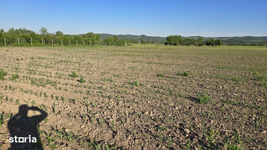 Teren de 2900 mp, în Ciceu-Mihăiești