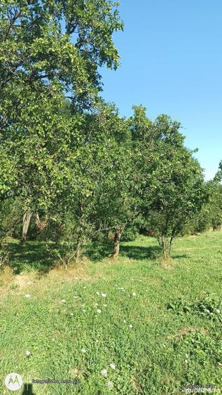 Teren de 3430 mp, în Malu cu Flori