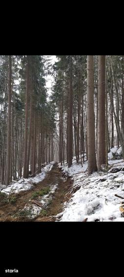 Teren de 67500 mp, în Uric
