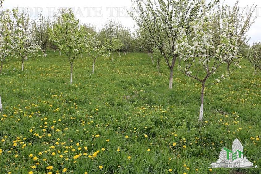 Teren Construcții intravilan de 3481 mp, în Loamneș