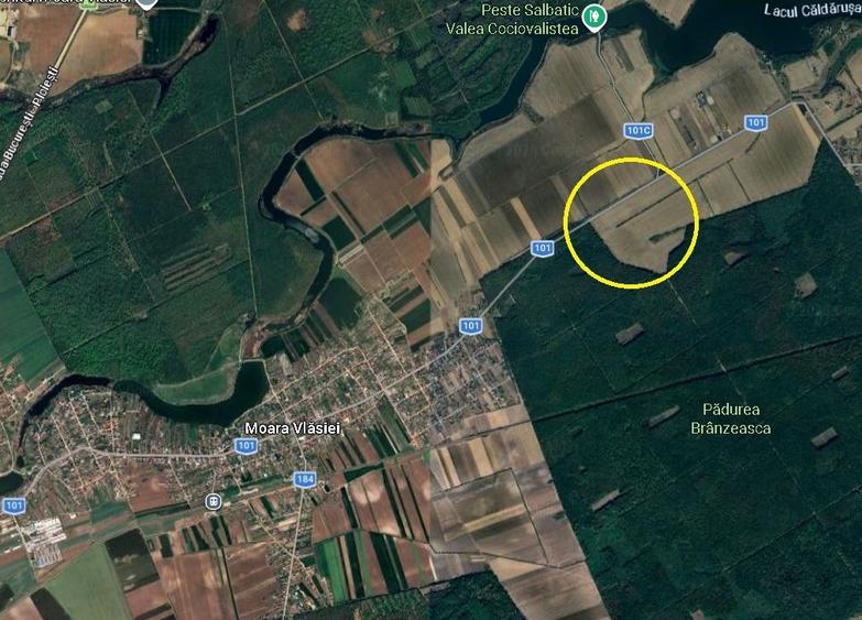 Teren Construcții intravilan de 42500 mp, în Moara Vlăsiei