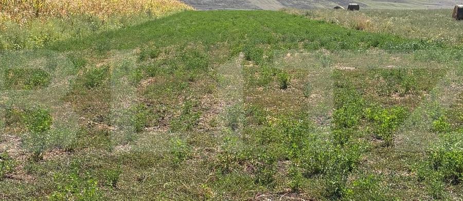 Teren Construcții extravilan de 5200 mp, în Zăicești