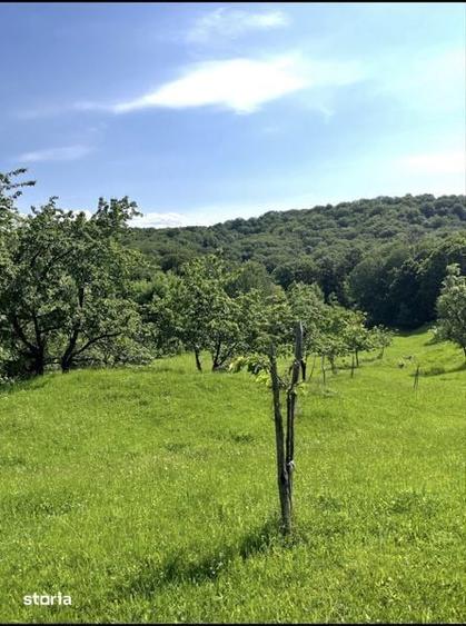 Teren de 5800 mp, în Schela