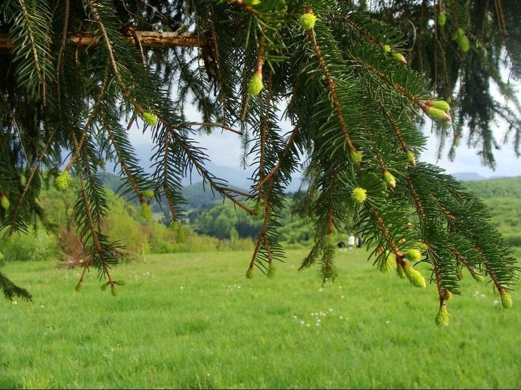 Teren Construcții intravilan de 11600 mp, în Poiana Mărului
