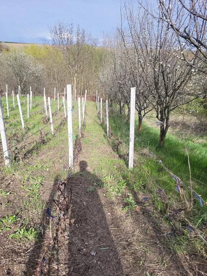 Casă cu 2 camere cu Teren 1154 Mp în Schitu Duca