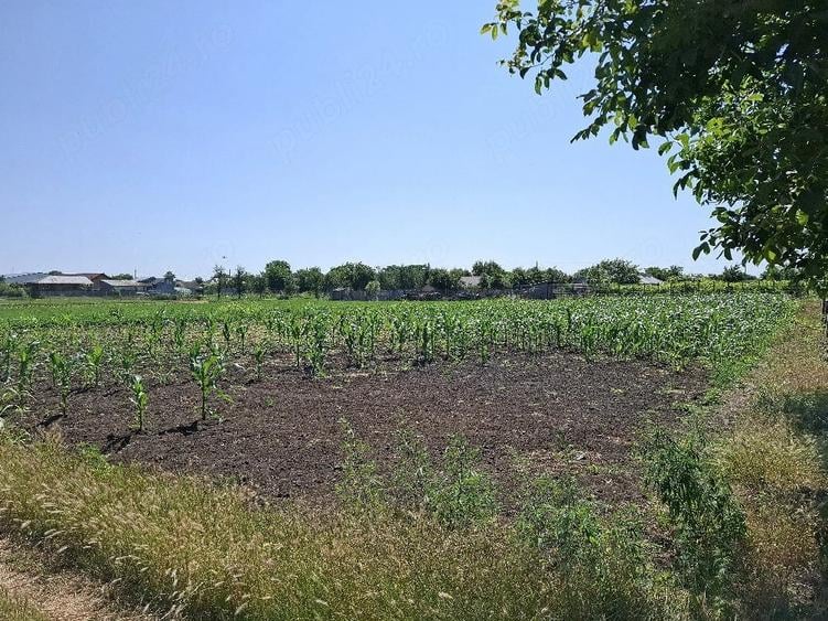 Teren de 1500 mp, în Padina