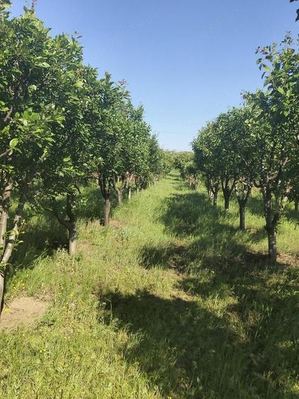 Teren de 1600 mp, în Potoceni