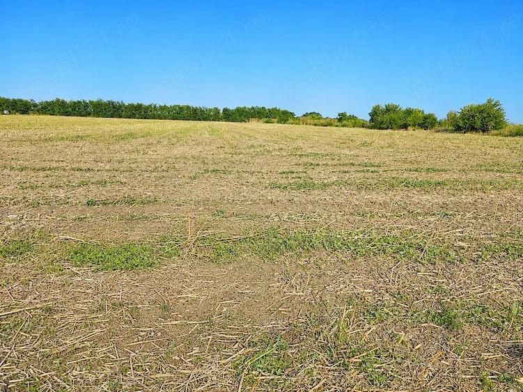 Teren de 5000 mp, în Jilava