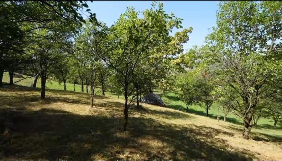 Teren Construcții intravilan de 10537 mp, în Filipești (Bogdănești)