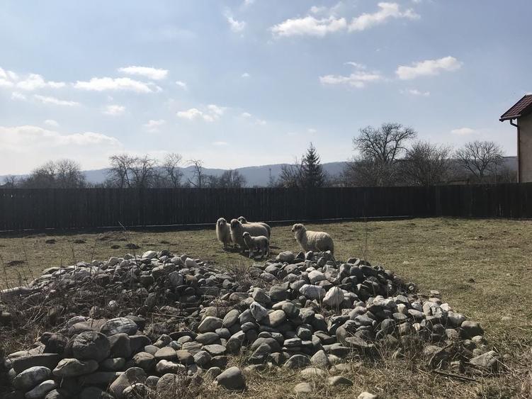 Teren de 1700 mp, în Lăzărești