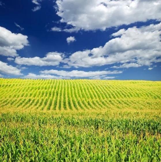 Teren agricol extravilan de 1500 mp, în Ampoița