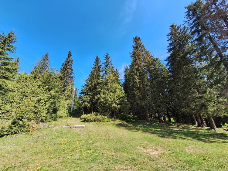 Teren Construcții intravilan de 7000 mp, în Păltiniș