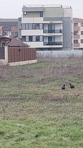 Teren în 1 Decembrie