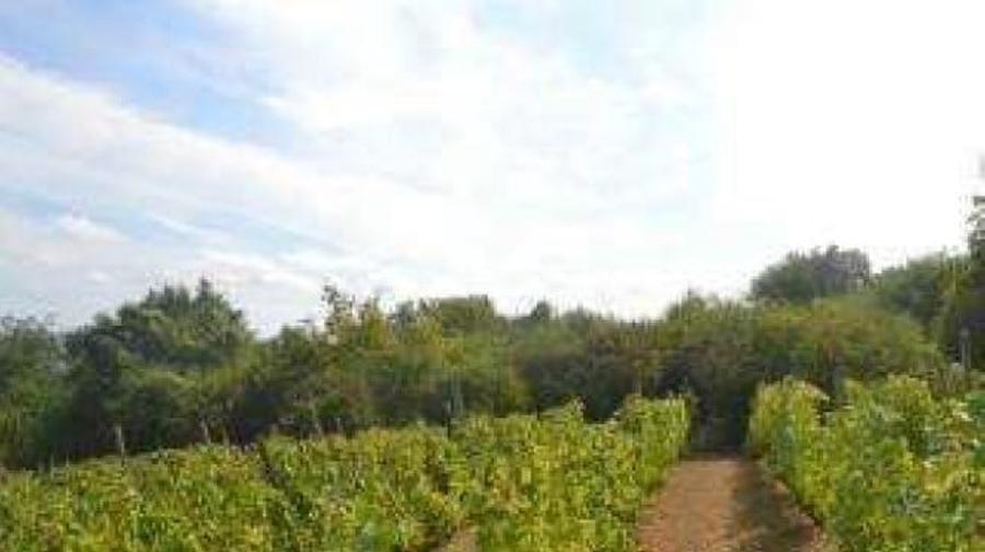 Teren agricol extravilan de 3000 mp, în Aiud