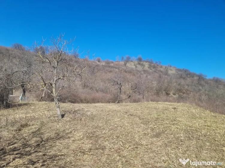 Teren de 3039 mp, în Podgoria
