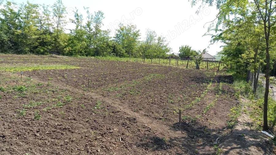 Teren de 2580 mp, în Potângeni