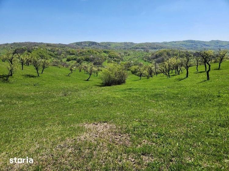 Teren de 16000 mp, în Lipănești