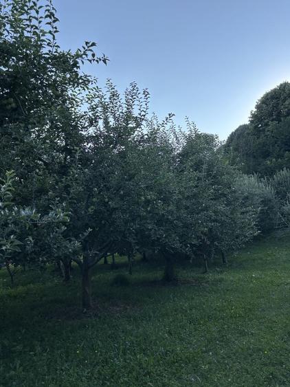 Teren de 5000 mp, în Boteni